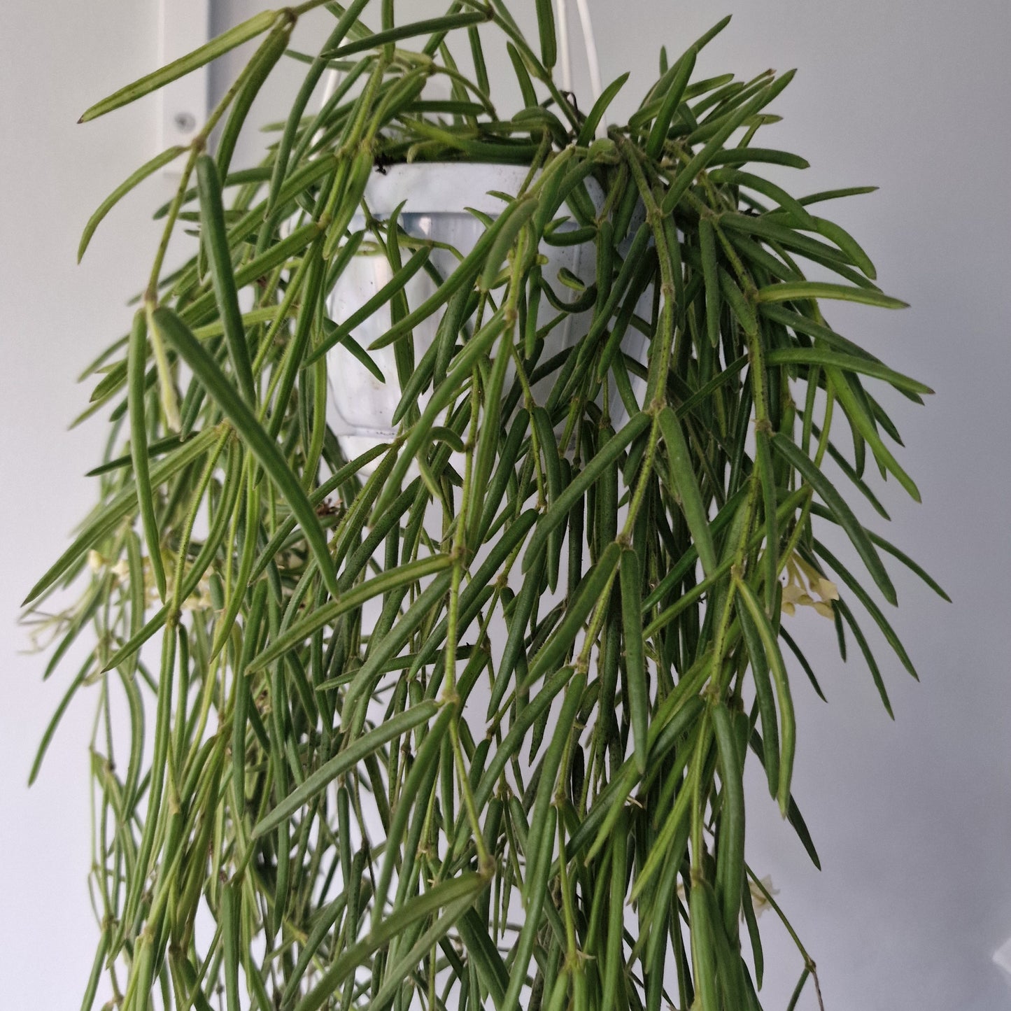 Hoya Linearis Houseplant 12cm pot