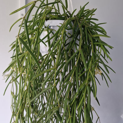 Hoya Linearis Houseplant 12cm pot