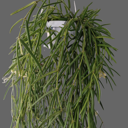 Hoya Linearis Houseplant 12cm pot