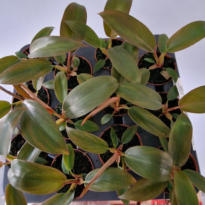 Philodendron Florida Bronze Rare Houseplant 6cm pot