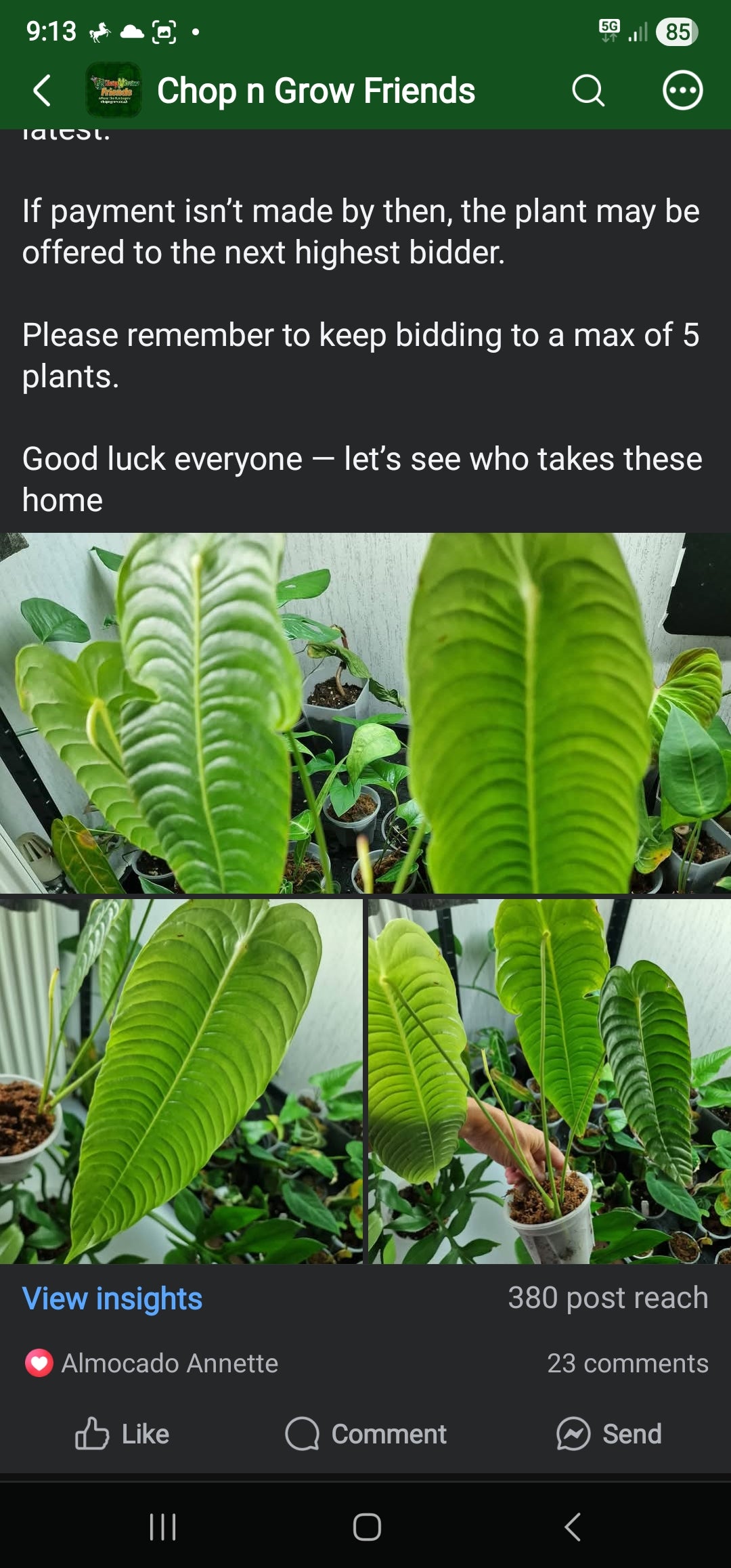 Sunday sale via CnG Group - Almocado Anthurium Veitchii