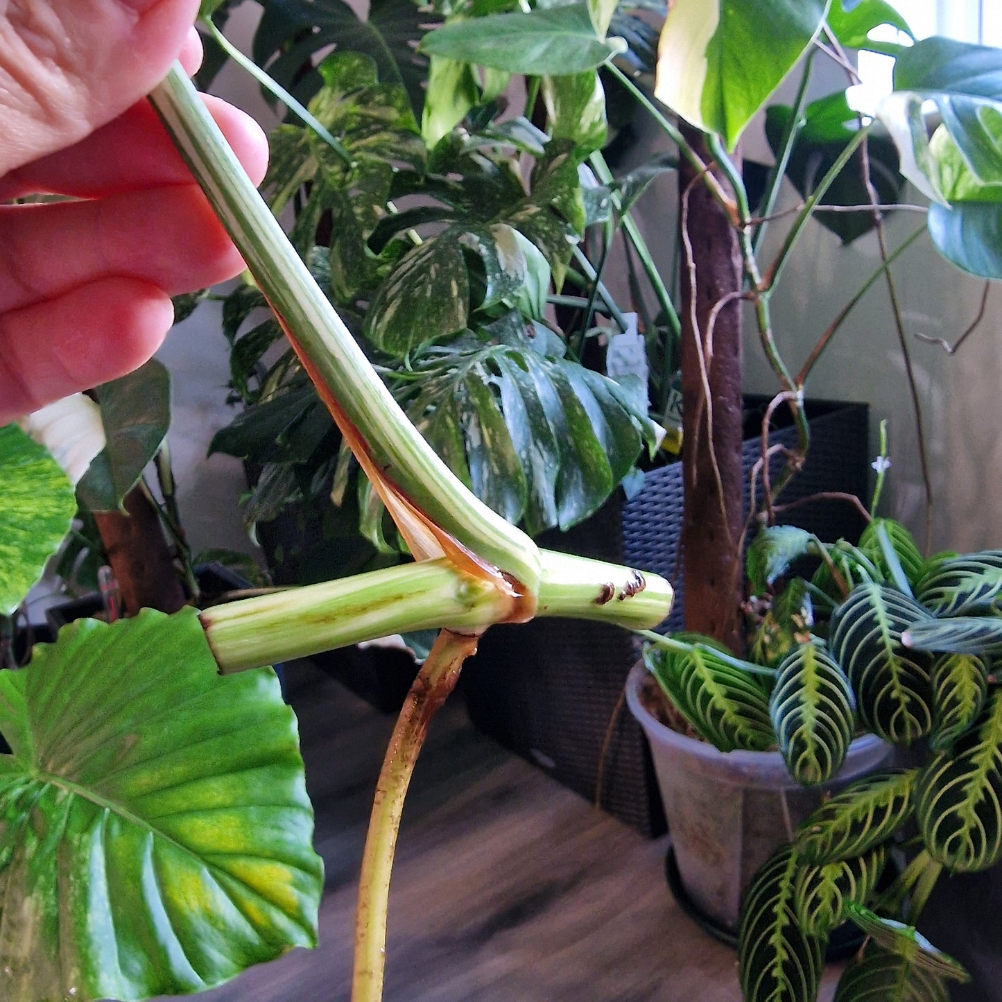 Monstera Albo Highly Variegated Middle Cutting