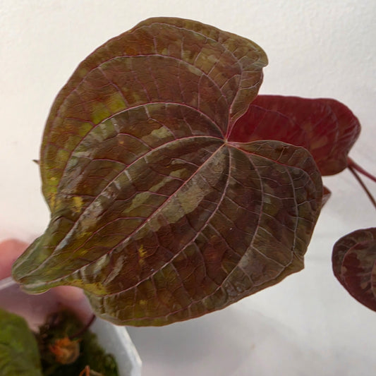 Dioscorea Dioscorea Vining Climbing Plant Exact Plant (1)