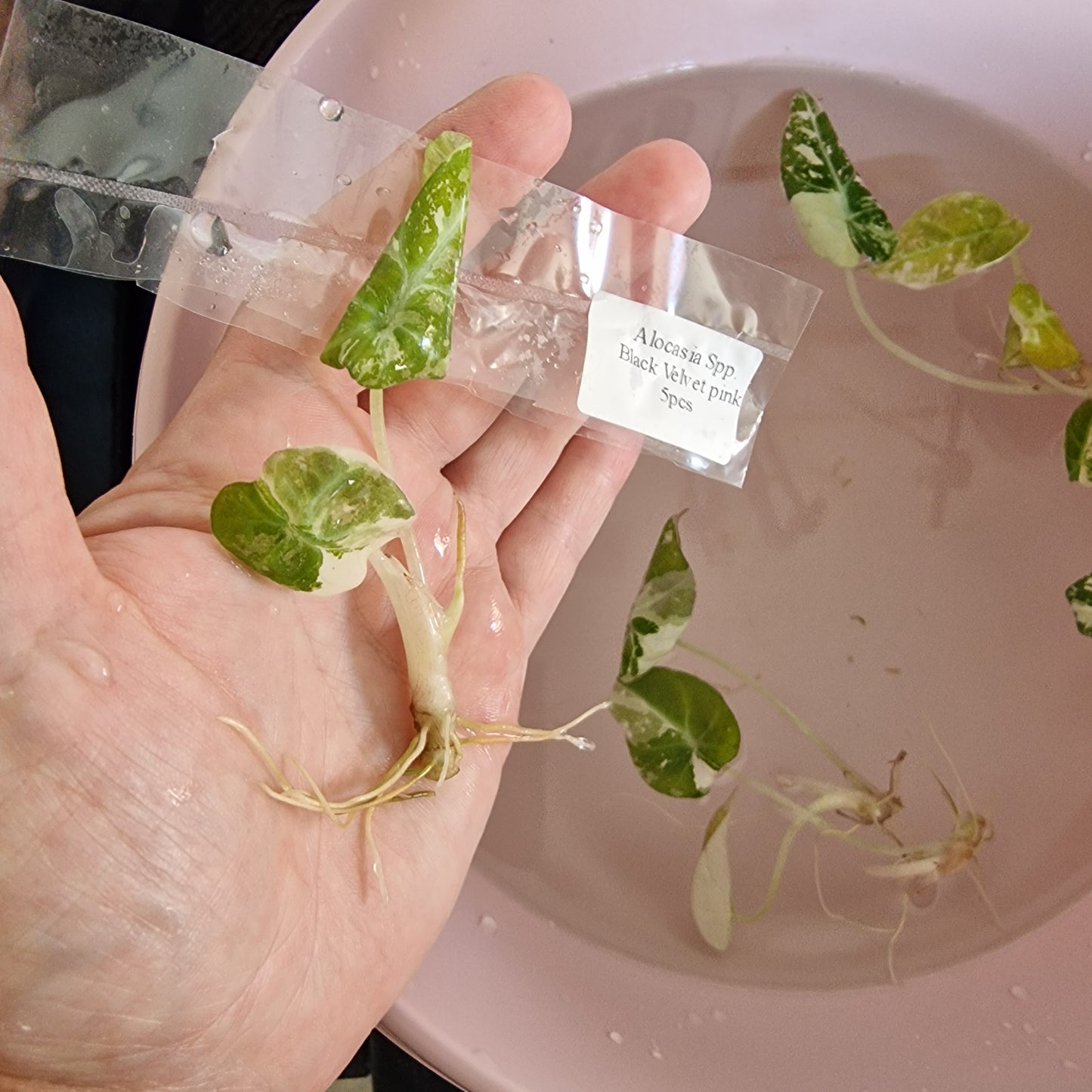 Tissue Culture Plant - Pre-order - please see description