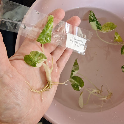 Tissue Culture Plant - Pre-order - please see description
