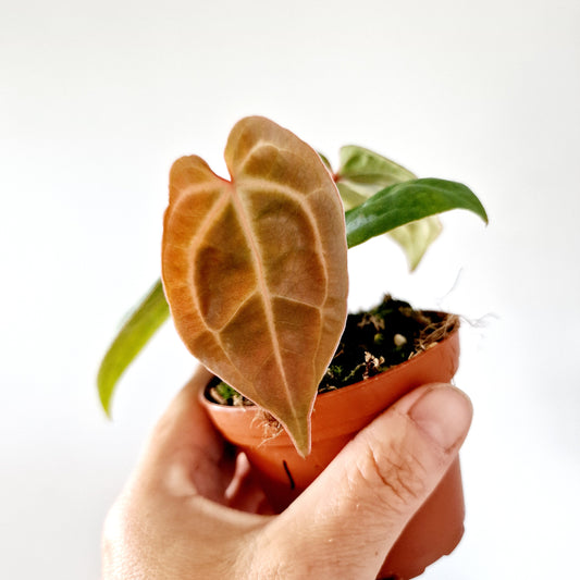 Anthurium Besseae aff x Zara x Michelle Houseplant 9cm pot (1)