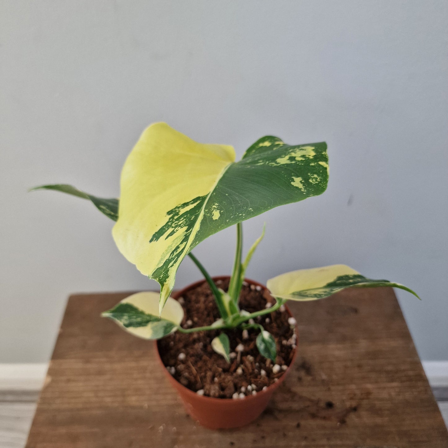 Monstera Deliciosa Aurea – 12cm Pot (#10)