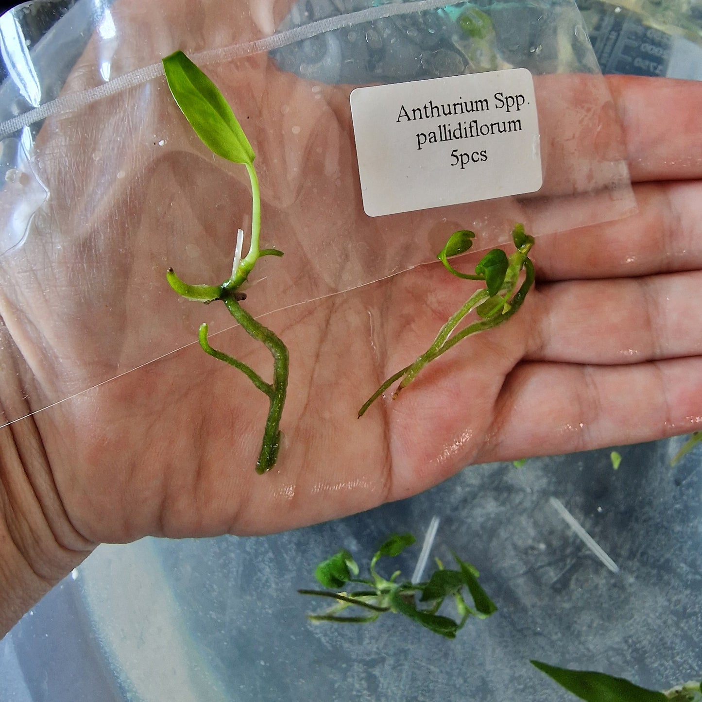 Tissue Culture Plant - Pre-order - please see description