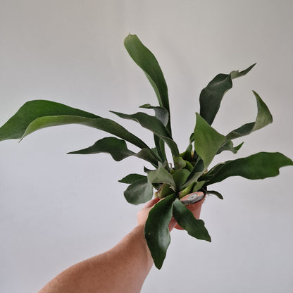 Staghorn Fern Platycerium Bifurcatum Rare Houseplant 12cm pot