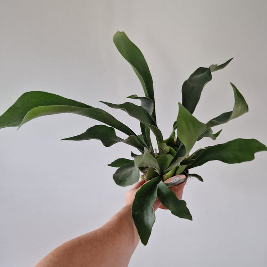 Staghorn Fern Platycerium Bifurcatum Rare Houseplant 12cm pot