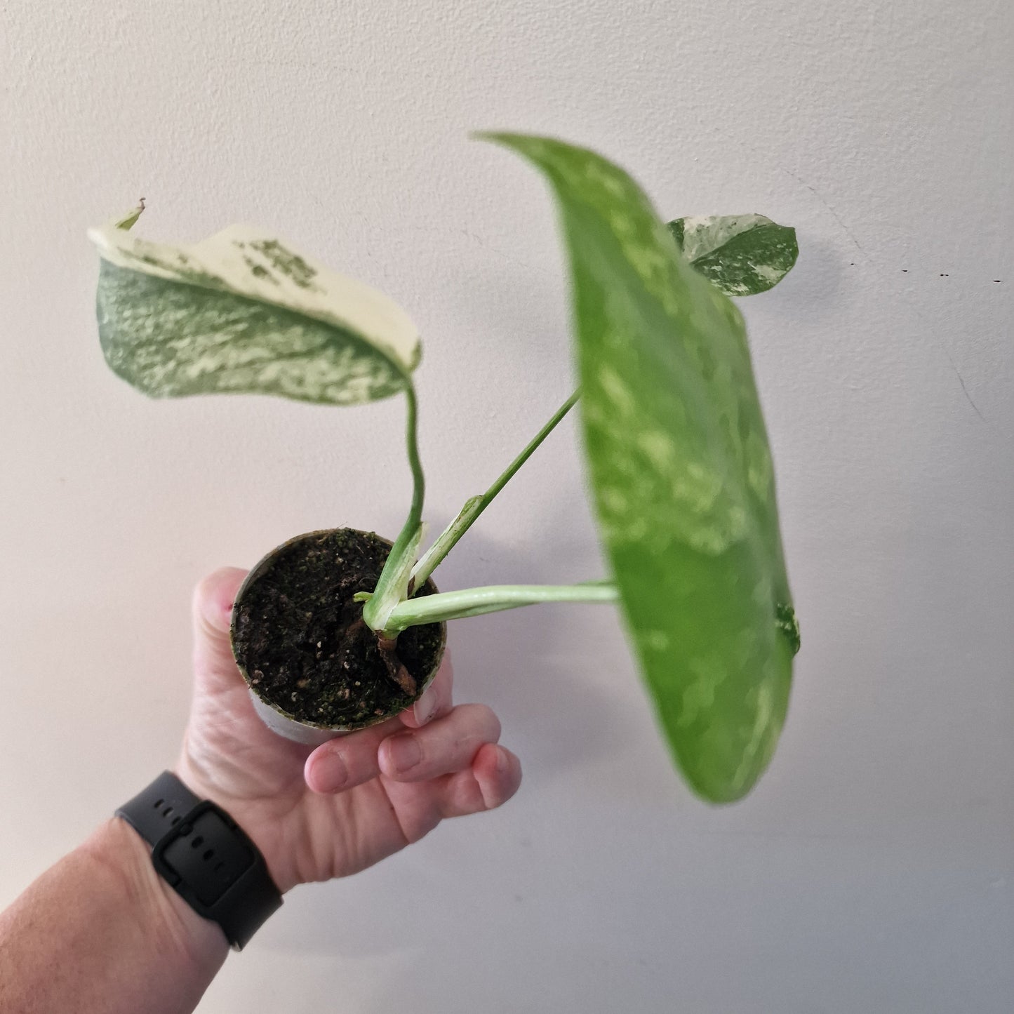 Monstera Mint – 6cm Pot (#5)