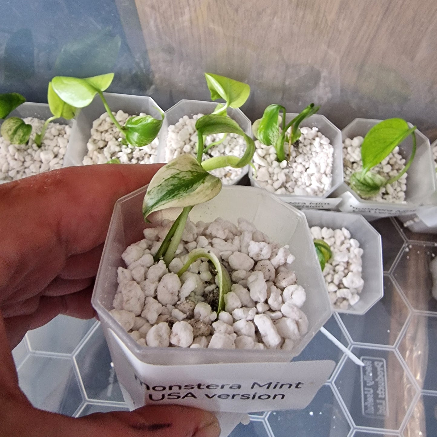 Tissue Culture Plant - Pre-order - please see description