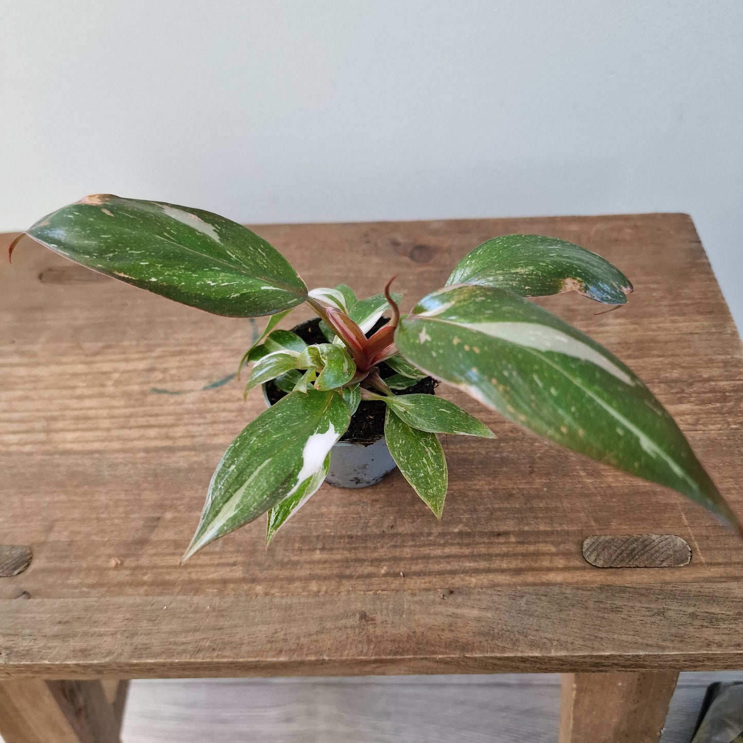 Philodendron Red Anderson – 6cm Pot