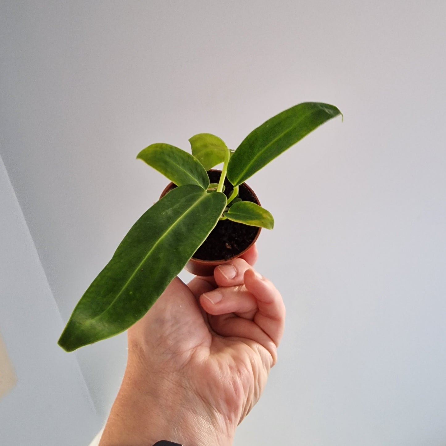 Anthurium Warocqueanum – 6cm Pot
