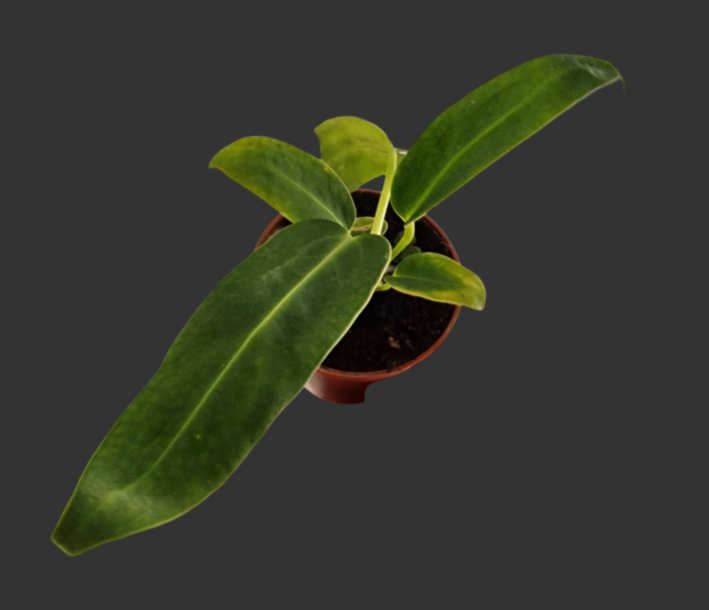 Anthurium Warocqueanum – 6cm Pot