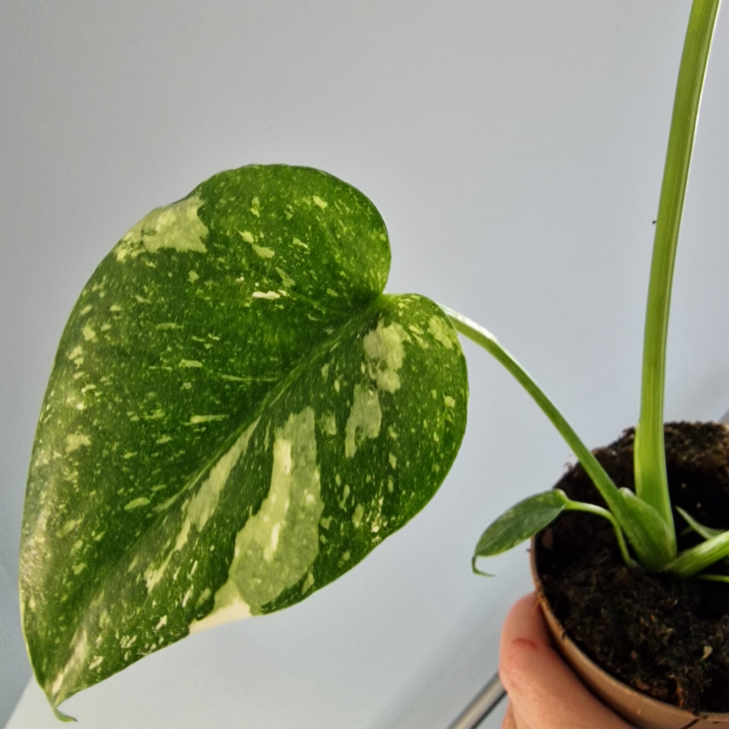 Monstera Thai Constellation Rare Houseplant 11cm pot (12)