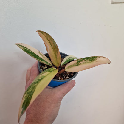 Philodendron Caramel Marble Rare Houseplant 9cm pot