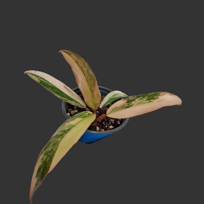 Philodendron Caramel Marble Rare Houseplant 9cm pot