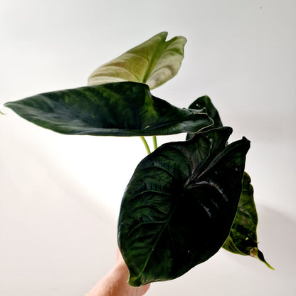 Alocasia Green Unicorn Houseplant 14cm pot (1)
