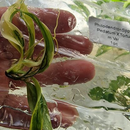 Tissue Culture Plant - Pre-order - please see description