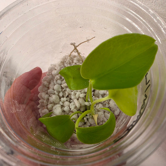 Monstera Lemon Lime – Exact Plant (1) See Description