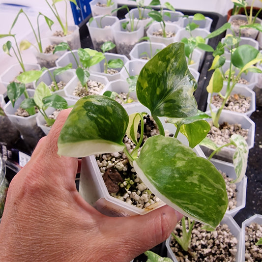 Monstera Electrolight Variegated – Exact Plant (#10)