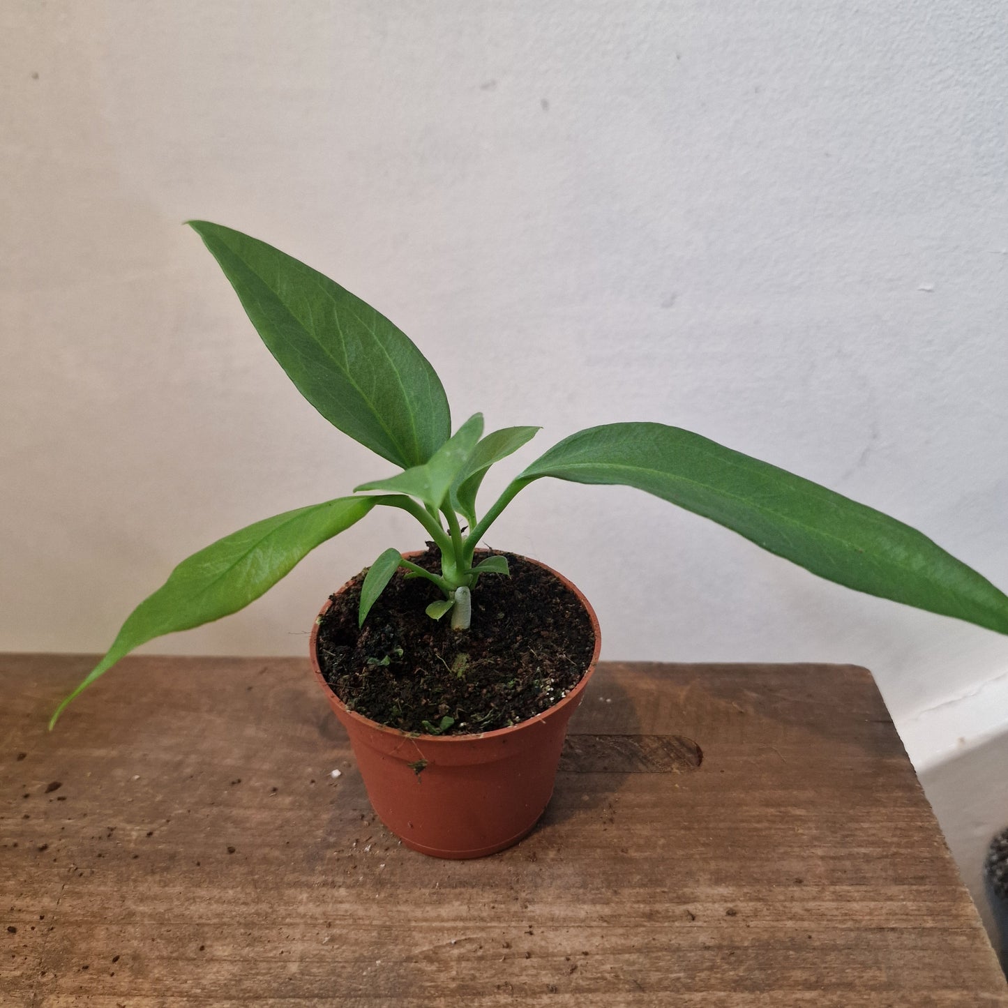 Anthurium Vittarifolium Rare Houseplant 6cm pot