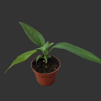 Anthurium Vittarifolium Rare Houseplant 6cm pot