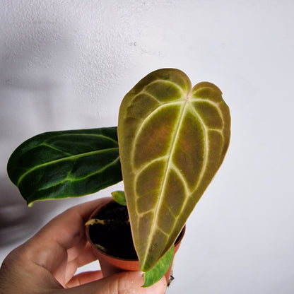 Anthurium Regale – 6cm Pot