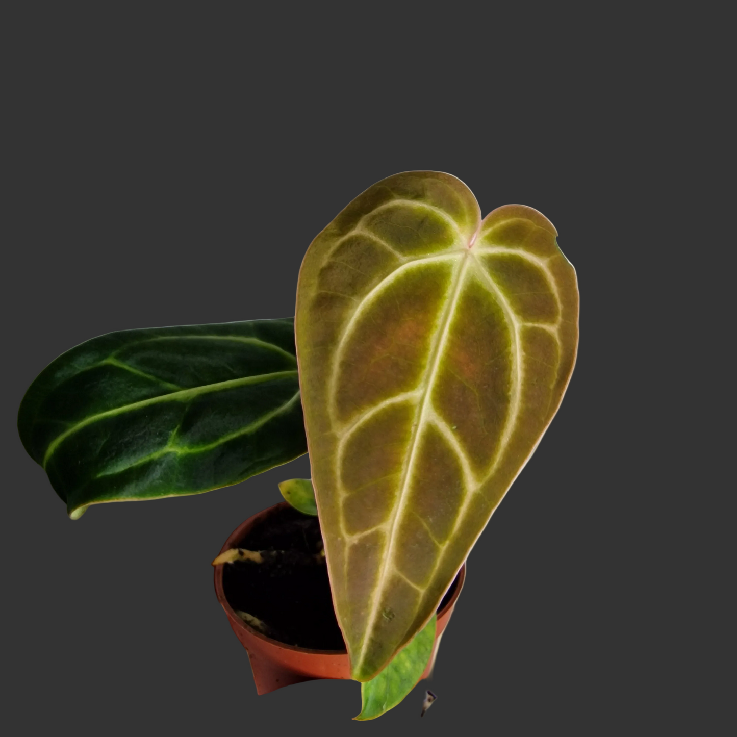 Anthurium Regale – 6cm Pot