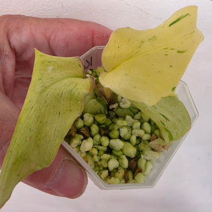 Kaempferia Pulchra Variegata – Established | Exact Plant #1