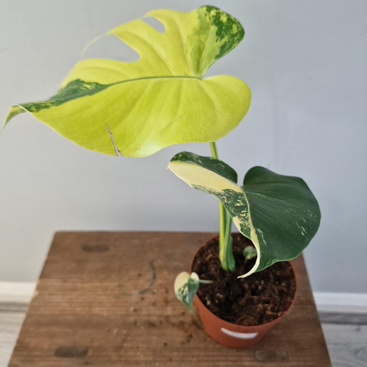 Monstera Deliciosa Aurea – 12cm Pot (#9)