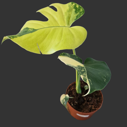 Monstera Deliciosa Aurea – 12cm Pot (#9)