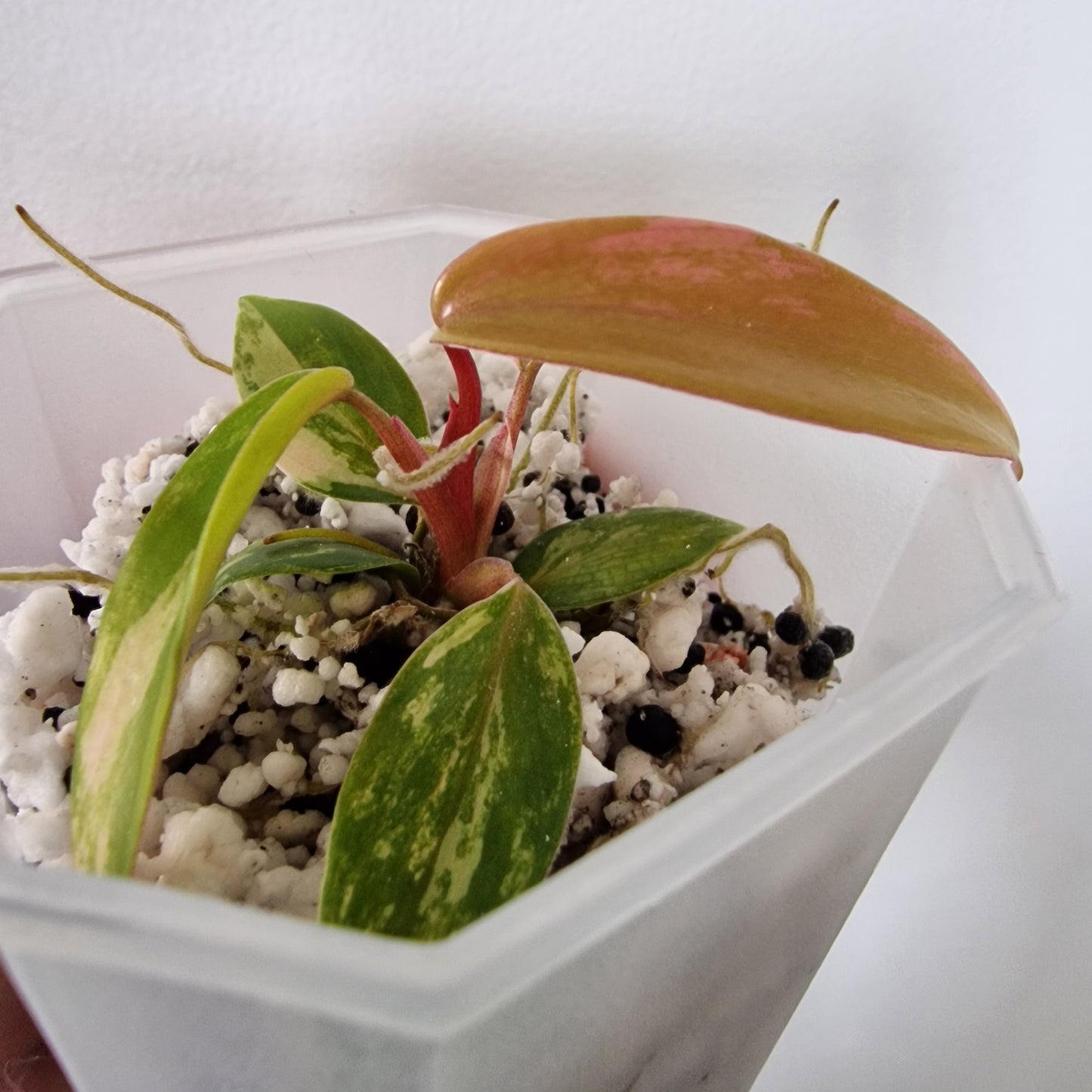 Philodendron Joepii Variegated – Exact Plant (#4)