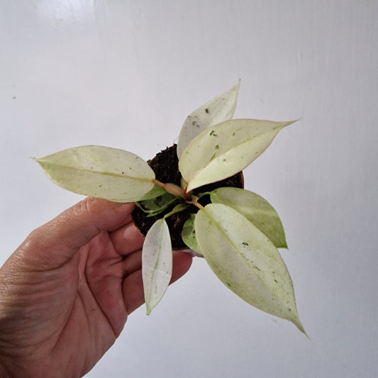 Philodendron Snowdrift Houseplant 6cm pot