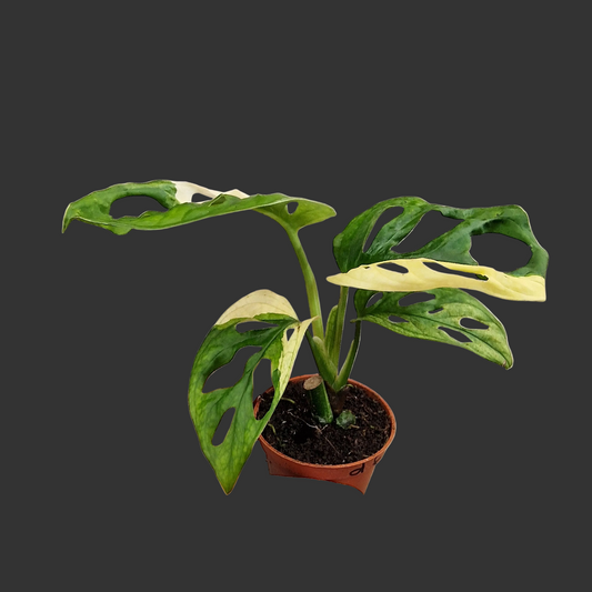 Monstera Adansonni Variegated (#6f)