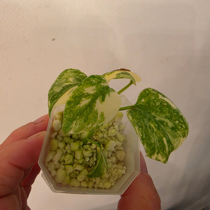 Monstera Crème Brûlée – Exact Plant No. 9 - See Description