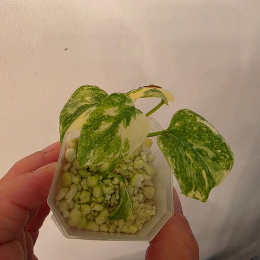 Monstera Crème Brûlée – Exact Plant No. 9 - See Description