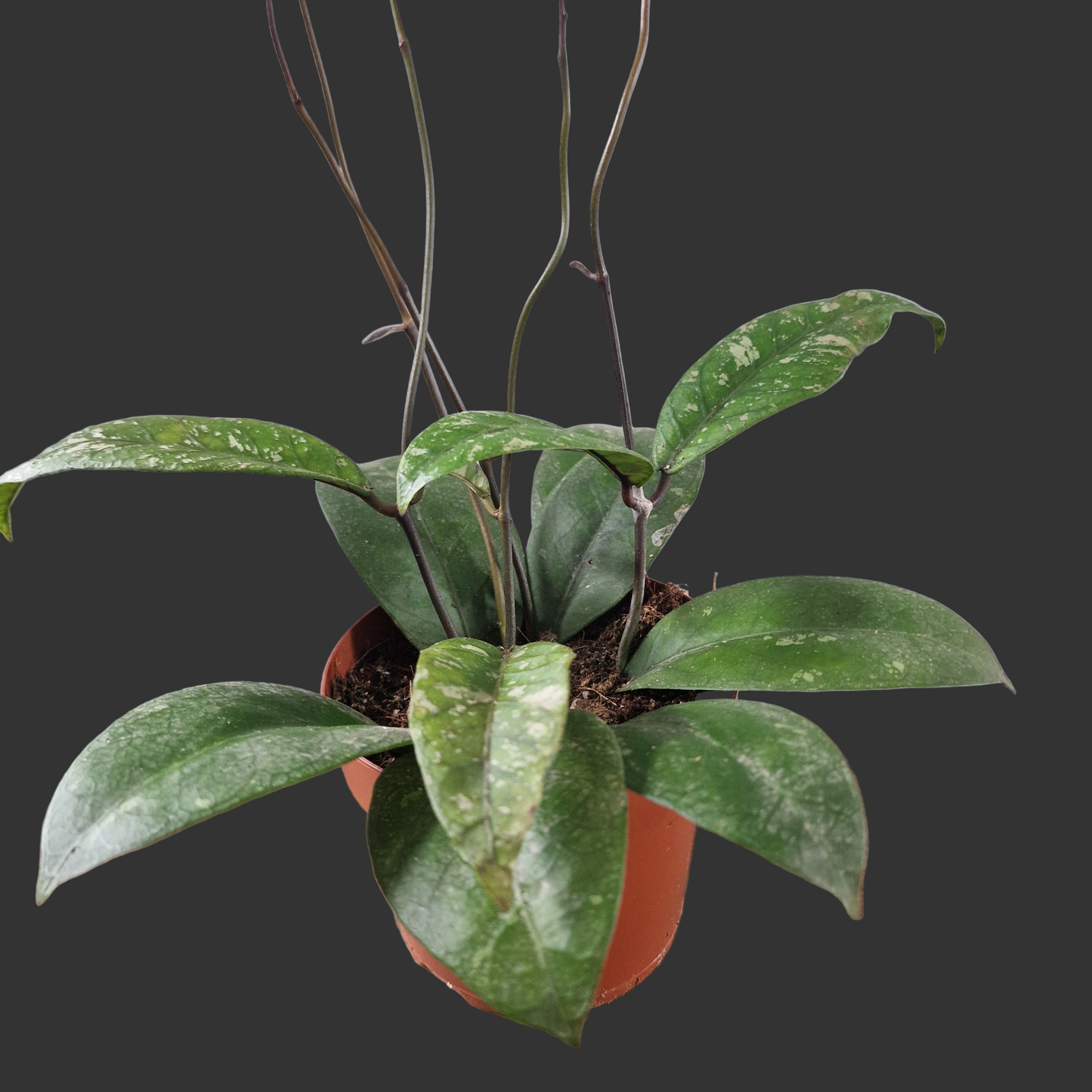 Hoya Aceh Houseplant 12cm pot