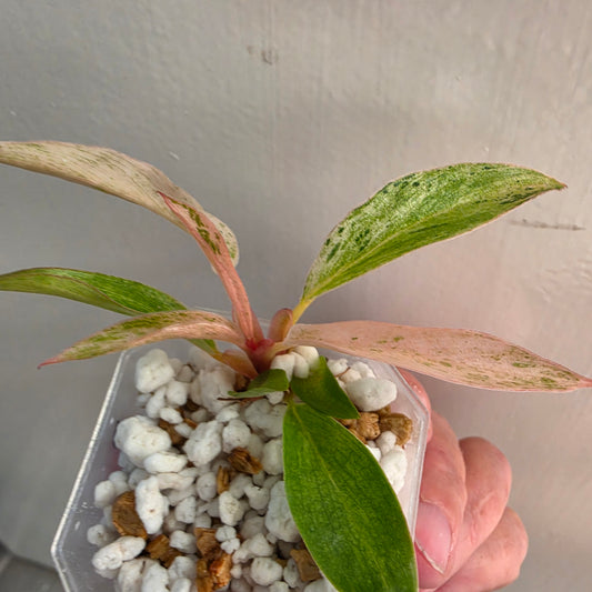Philodendron Strawberry Caramel Marble (3) – Exact Plant - See description