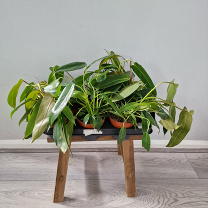 Philodendron Spiritus Sancti 2 Houseplants in each 10.5cm pot