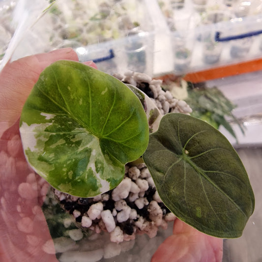 Alocasia Pink Wentii Variegated – Exact Plant (b)