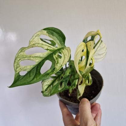 Monstera Adansonii Variegated Two Growth Points #C