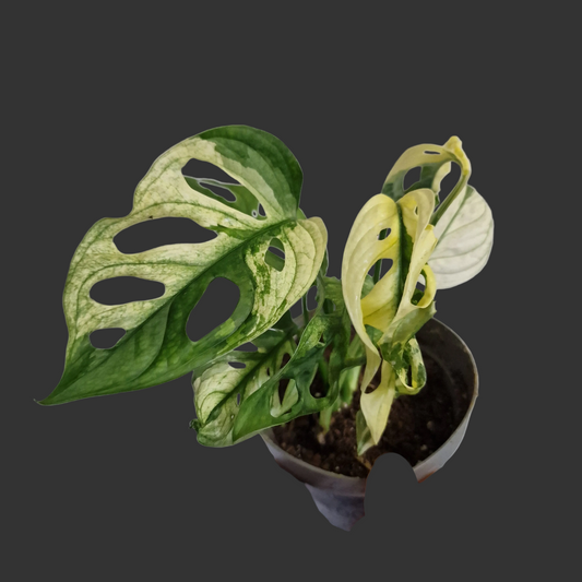 Monstera Adansonii Variegated Two Growth Points #C