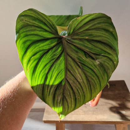 Philodendron Plowmanii Rare Houseplant 12cm pot