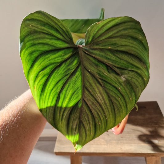 Philodendron Plowmanii Rare Houseplant 12cm pot