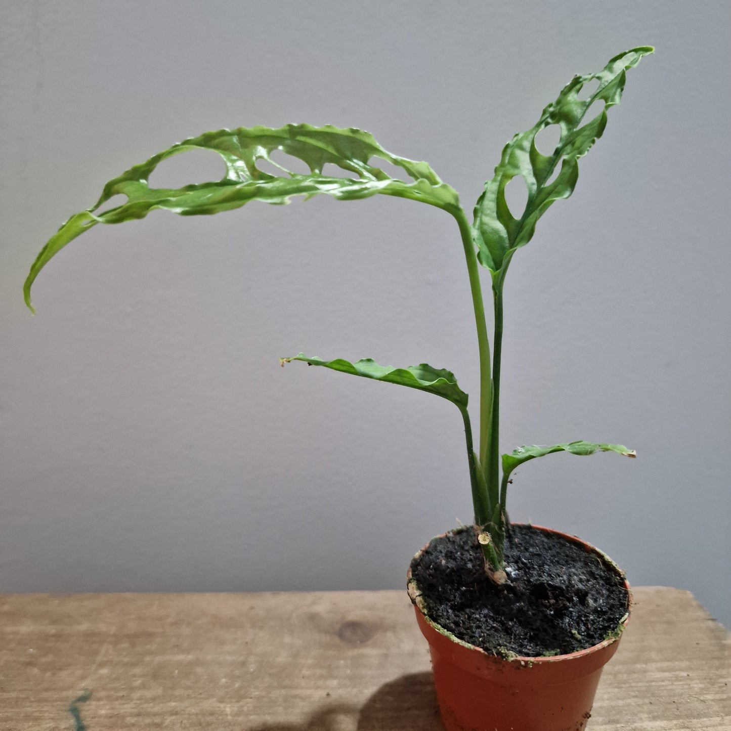 Monstera Obliqua Peru Houseplant 6cm pot