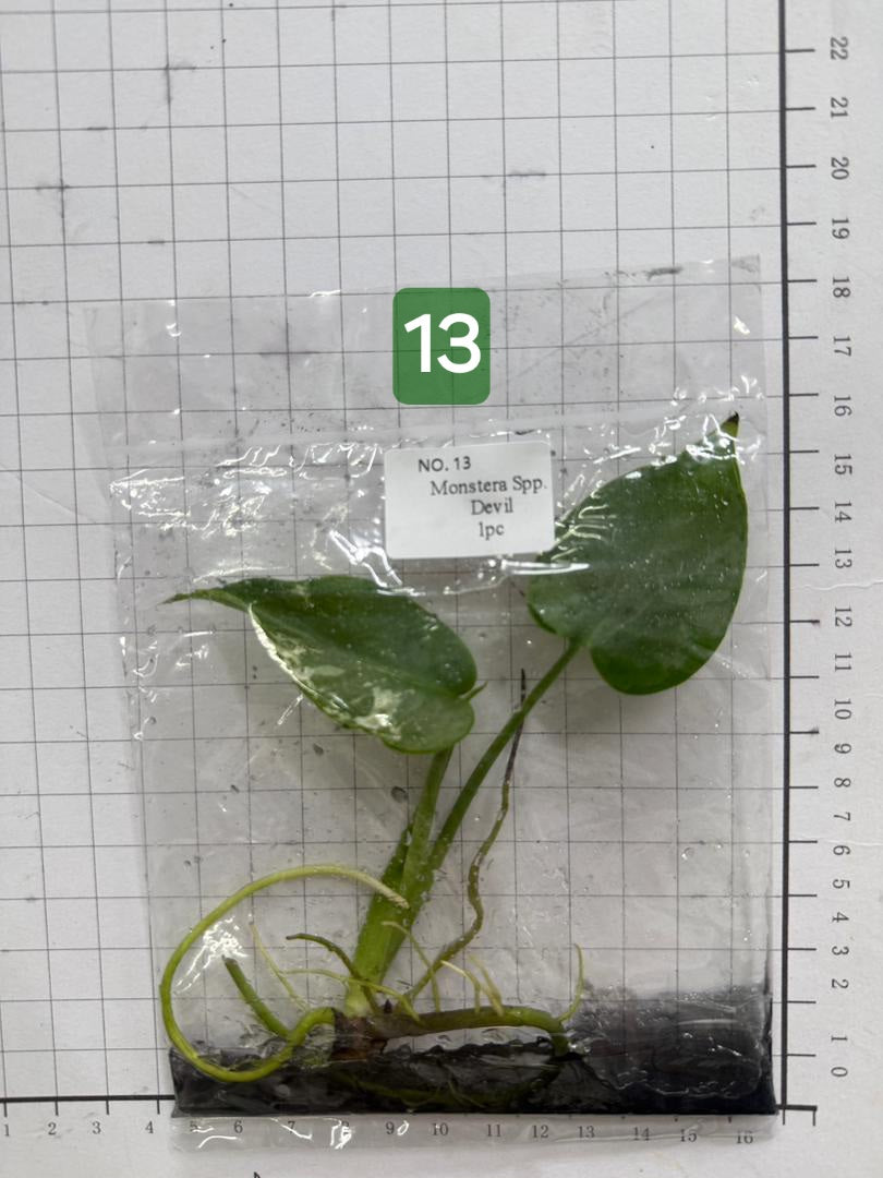 Choose your own Monstera Devil Tissue Culture Plantlet Pre-Order - see description