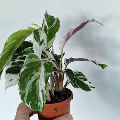 Calathea ‘White Fusion’ – 7cm Pot