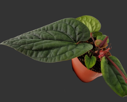 Anthurium Luxurians x Radicans – 12cm Pot